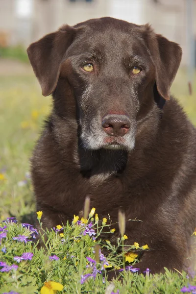 stock image Chocolate Lab Portrait