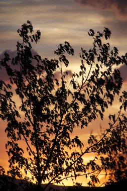 akçaağaç ağaç sunset