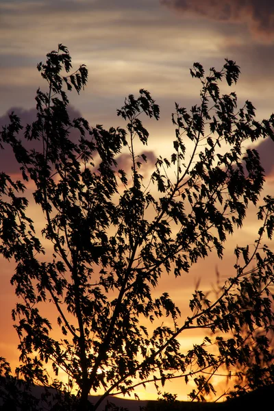 日没のカエデ — ストック写真