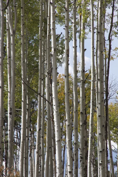 Aspen Trunks in autunno — Foto Stock