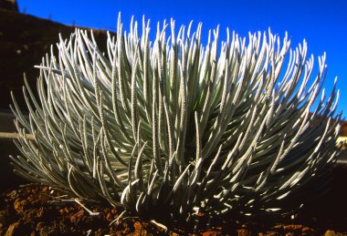 Silversword