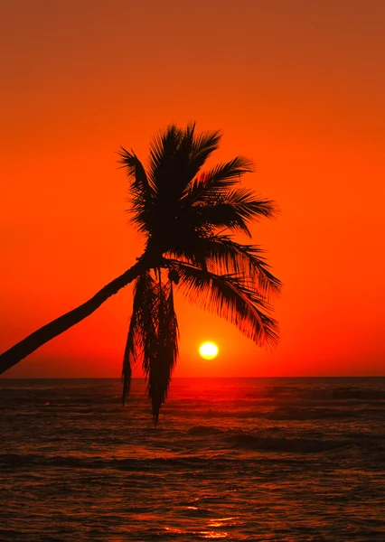Trópusi naplemente — Stock Fotó