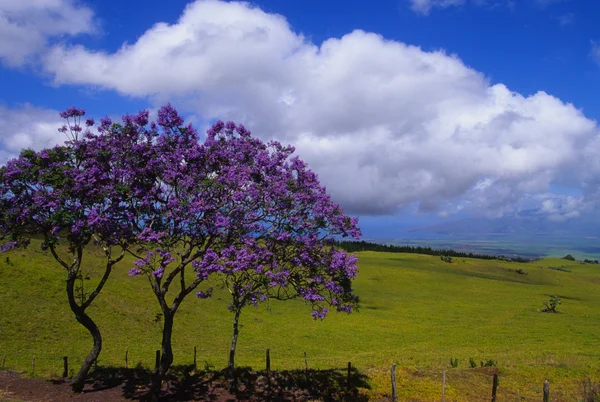 Jacaranda Árboles — Foto de Stock