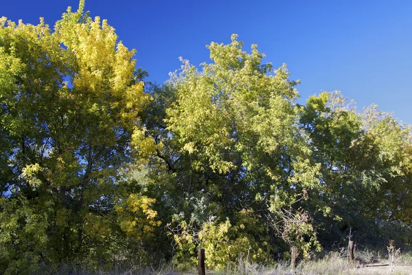 Cottonwoods em Early Fall — Fotografia de Stock