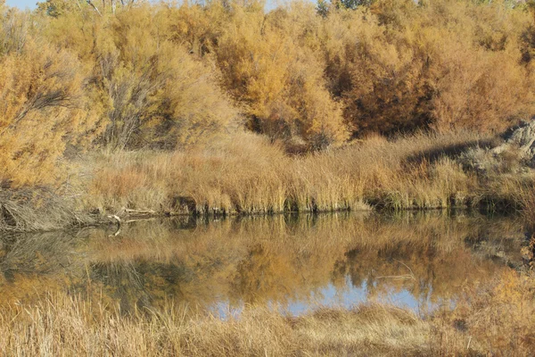 Pond in Fall — Stock Photo, Image