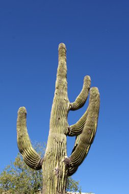 saguaro kaktüsü