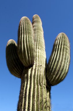 saguaro kaktüsü