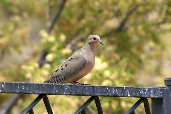Πένθος dove — Φωτογραφία Αρχείου