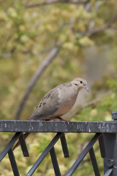Πένθος dove — Φωτογραφία Αρχείου