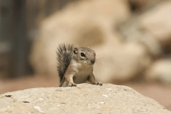 Aranyos mókus — Stock Fotó