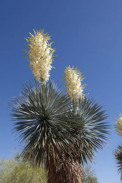 Rostlina Yucca v květu — Stock fotografie