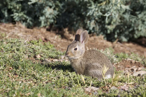Cute Cottontail Rabbit — Stock Photo, Image
