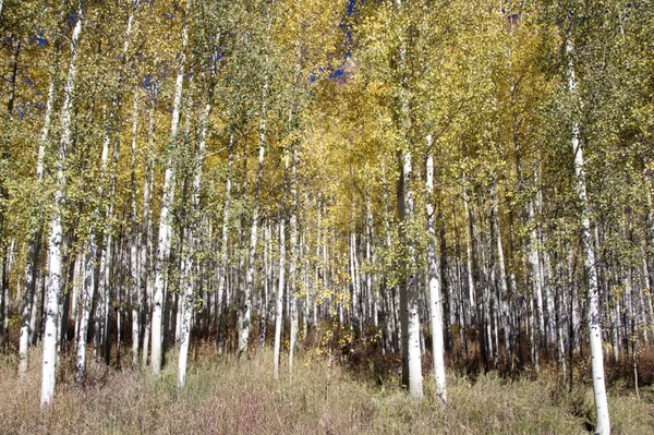 Złoty aspen grove — Zdjęcie stockowe