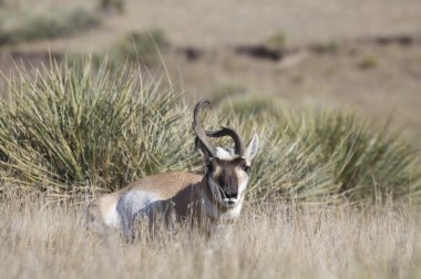 acayip pronghorn buck Yataklı