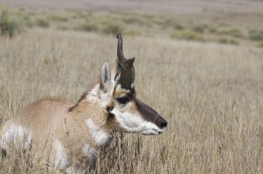 acayip pronghorn buck Yataklı