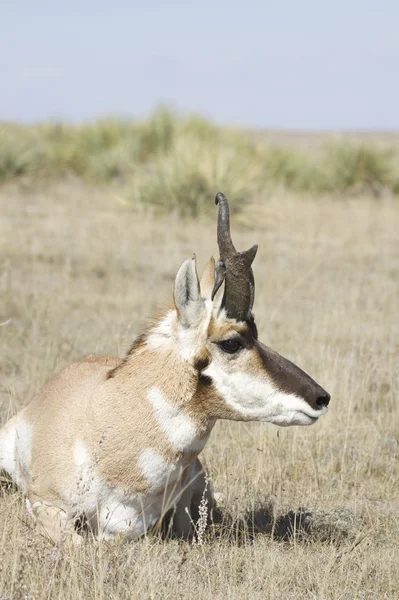 Freaky Pronghorn Buck Bedded — Stock Photo, Image