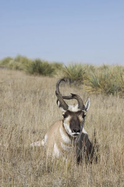Freaky Pronghorn Buck Bedded — Stock Photo, Image