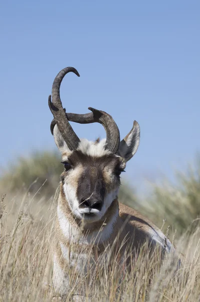 Pronghorn bizarro Buck — Fotografia de Stock