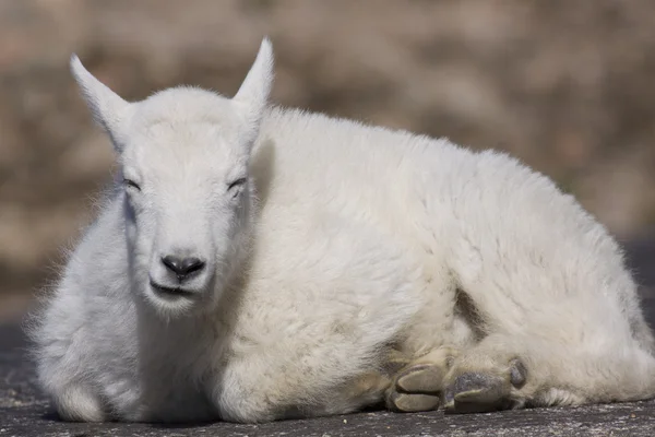 Детеныш горной козы — стоковое фото