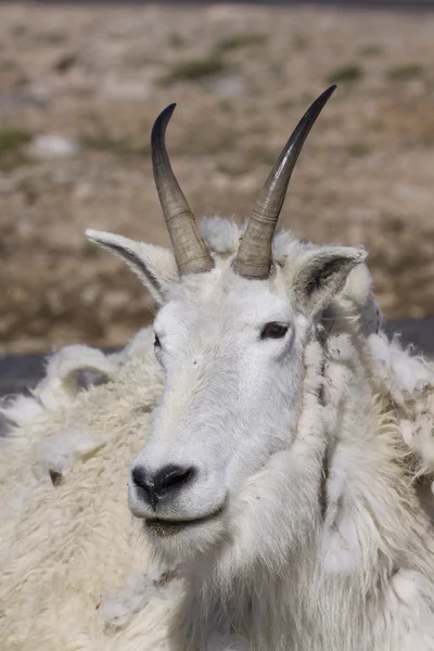 Ritratto di capra di montagna — Foto Stock