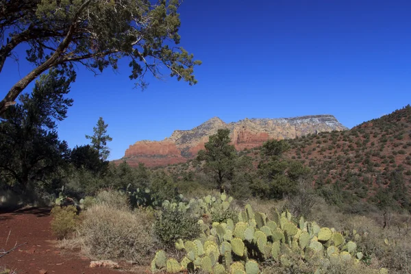 Roter Felsen Land sedona arizona — Stockfoto