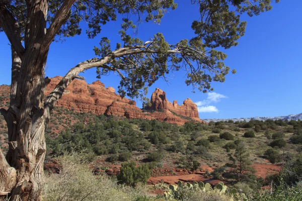 Red Rock Country Sedona Arizona — Stockfoto
