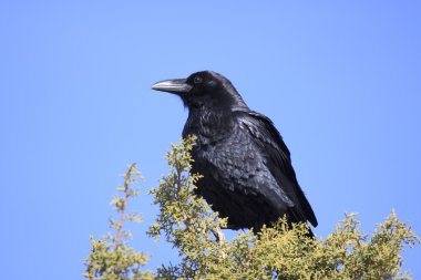 Raven Perched on Tree clipart