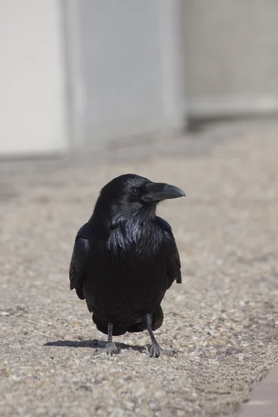 stock image Raven Standing