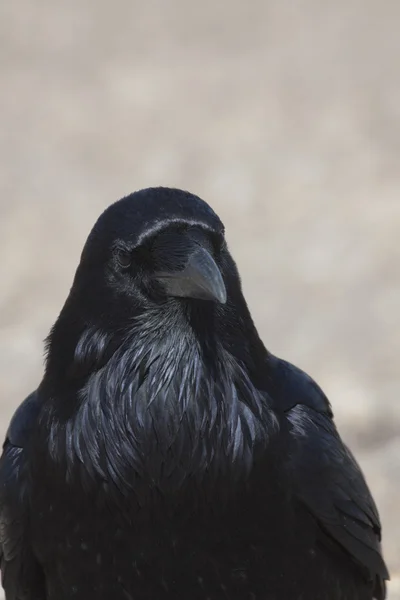 Portrait de corbeau — Photo