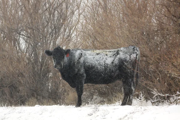 Range Vache dans la tempête de neige — Photo