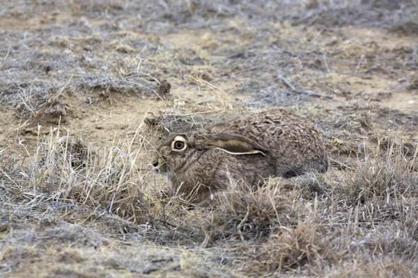 Jackrabbit escondido en la hierba —  Fotos de Stock