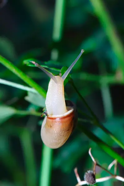 Snail creeps upwards on a stalk. Macro — Stock Photo, Image