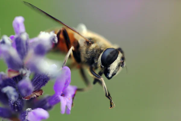 Biene auf einer blauen Blume. Makro — Stockfoto