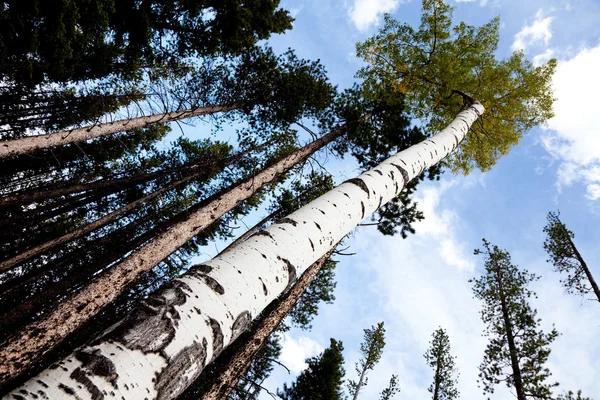 Birch and blue sky — Stock Photo, Image