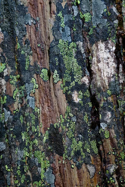 Moss on a Rock — Stock Photo, Image