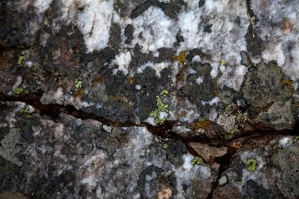 Musgo sobre una roca — Foto de Stock