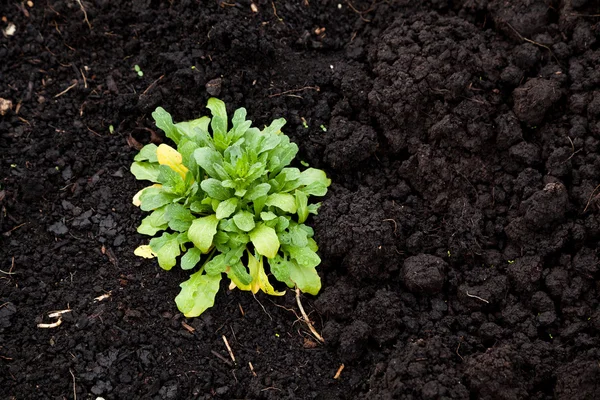 Soil and plant — Stock Photo, Image