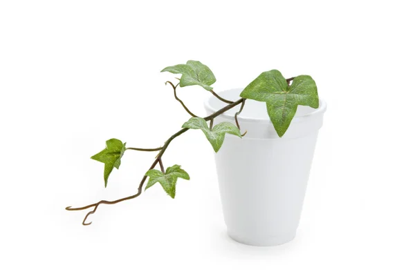 Disponibel cup och växt — Stockfoto