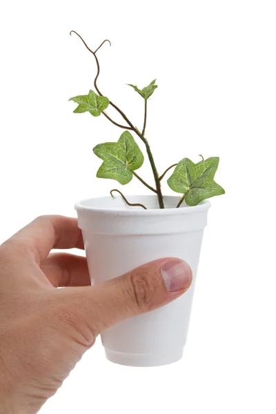 Wegwerp cup en plant — Stockfoto