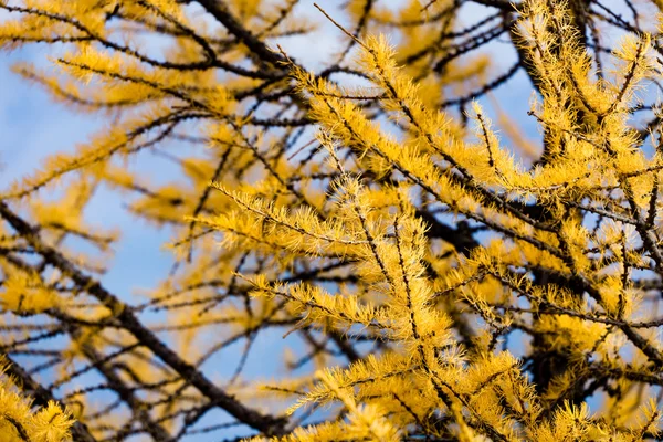 Modřín borovice — Stock fotografie