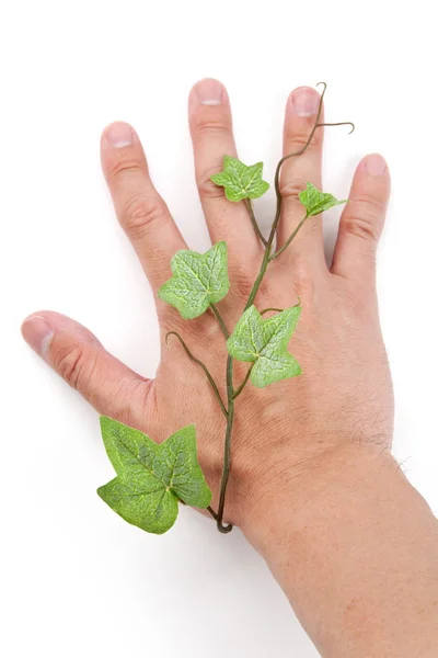 Hera verde e mão — Fotografia de Stock