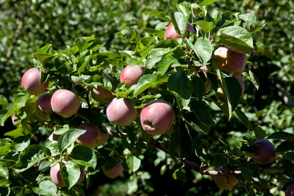 リンゴの木 — ストック写真