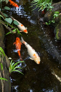 Colorful Koi clipart