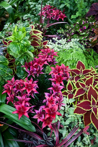 Roter Coleus und Blume — Stockfoto