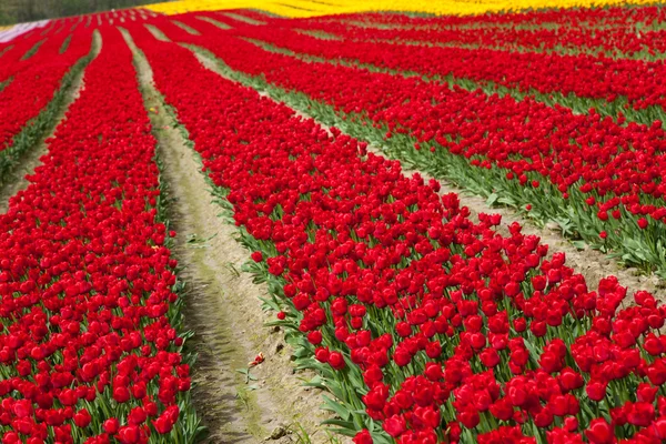 Tulipano di fiore — Foto Stock