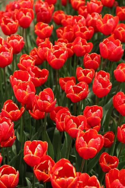Çiçeği kırmızı lale — Stok fotoğraf