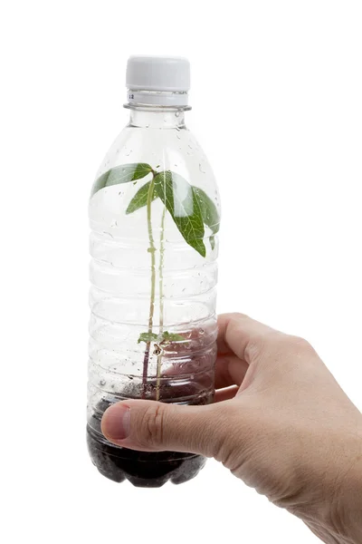 Пластикова пляшка і проросток — стокове фото