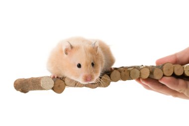 oyuncak ayı hamster