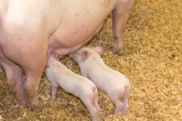 Свиньи и свиньи — стоковое фото
