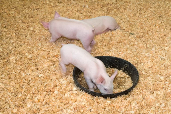 Cerdos — Foto de Stock